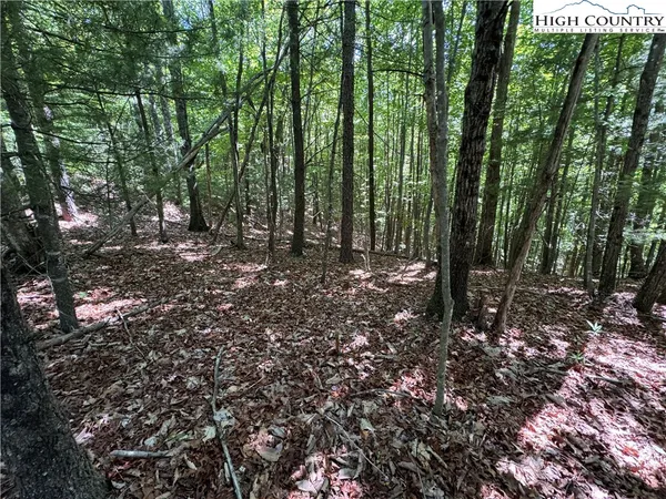 a view of a forest that has large trees