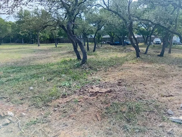 a view of some trees in the forest