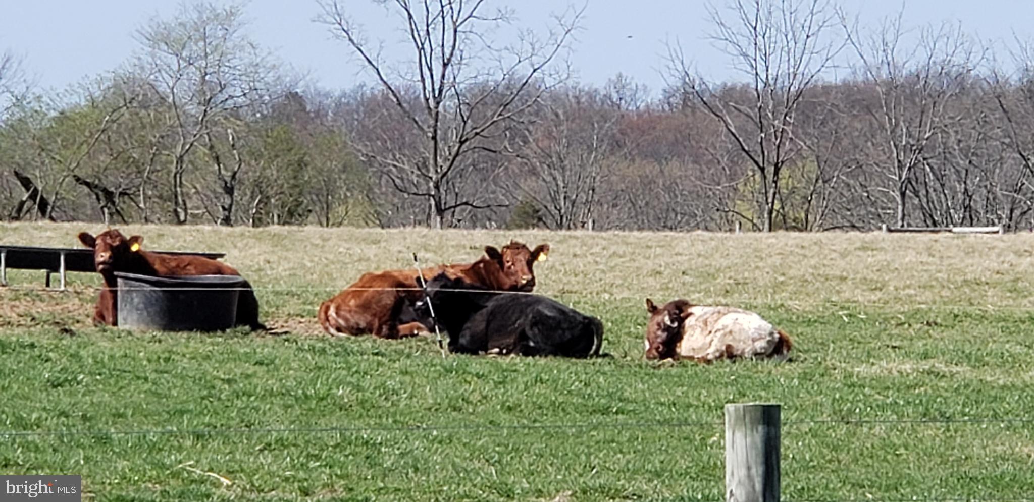 280 King Road Doylestown, PA 18901 - Photo 44 of 50 Cows Not Included