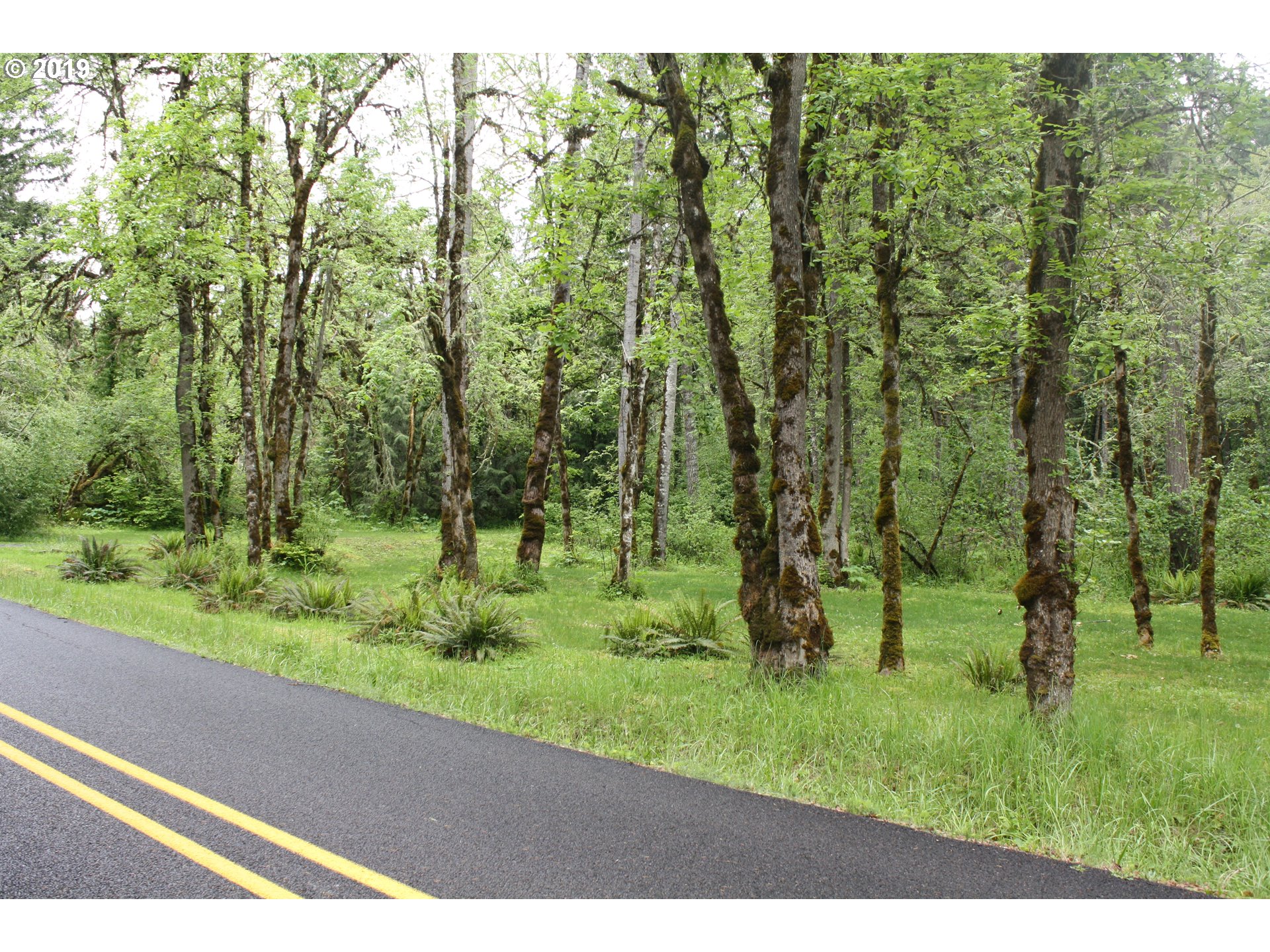 37754 Wallace Creek Road Springfield, OR 97478 - Photo 8 of 23 a view of a lush green forest
