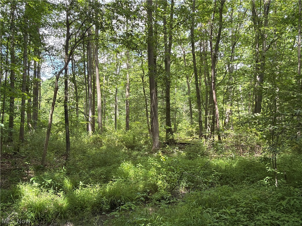 Crosby Cook Road Rome, OH 44085 - Photo 1 of 48 Wooded lot featuring mature trees and undergrowth