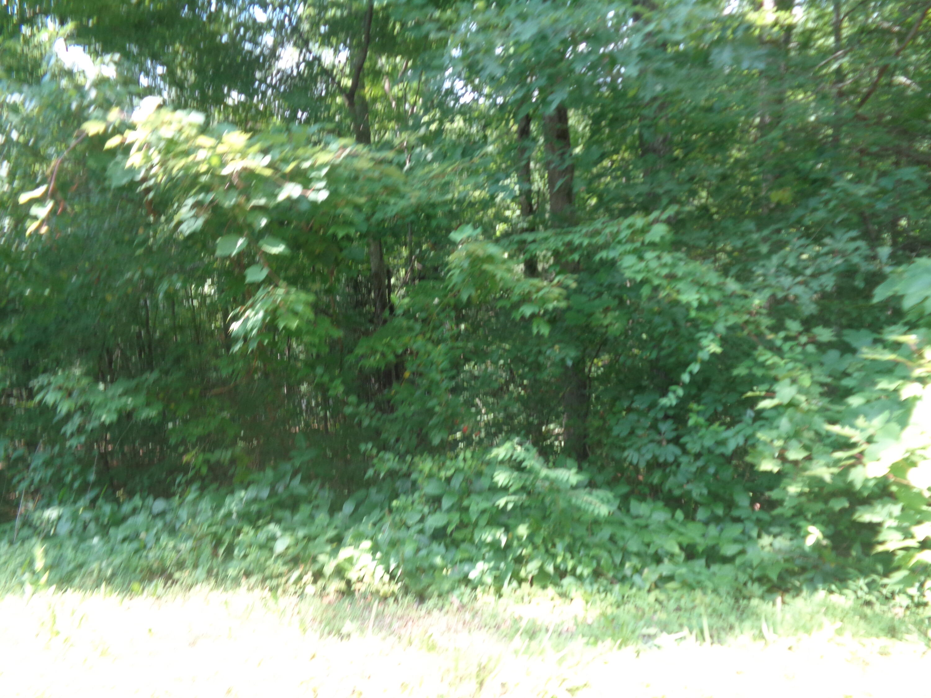 Lot 33 Cliffs Edge Road East Bernstadt, KY 40729 - Photo 4 of 8 DSC05339