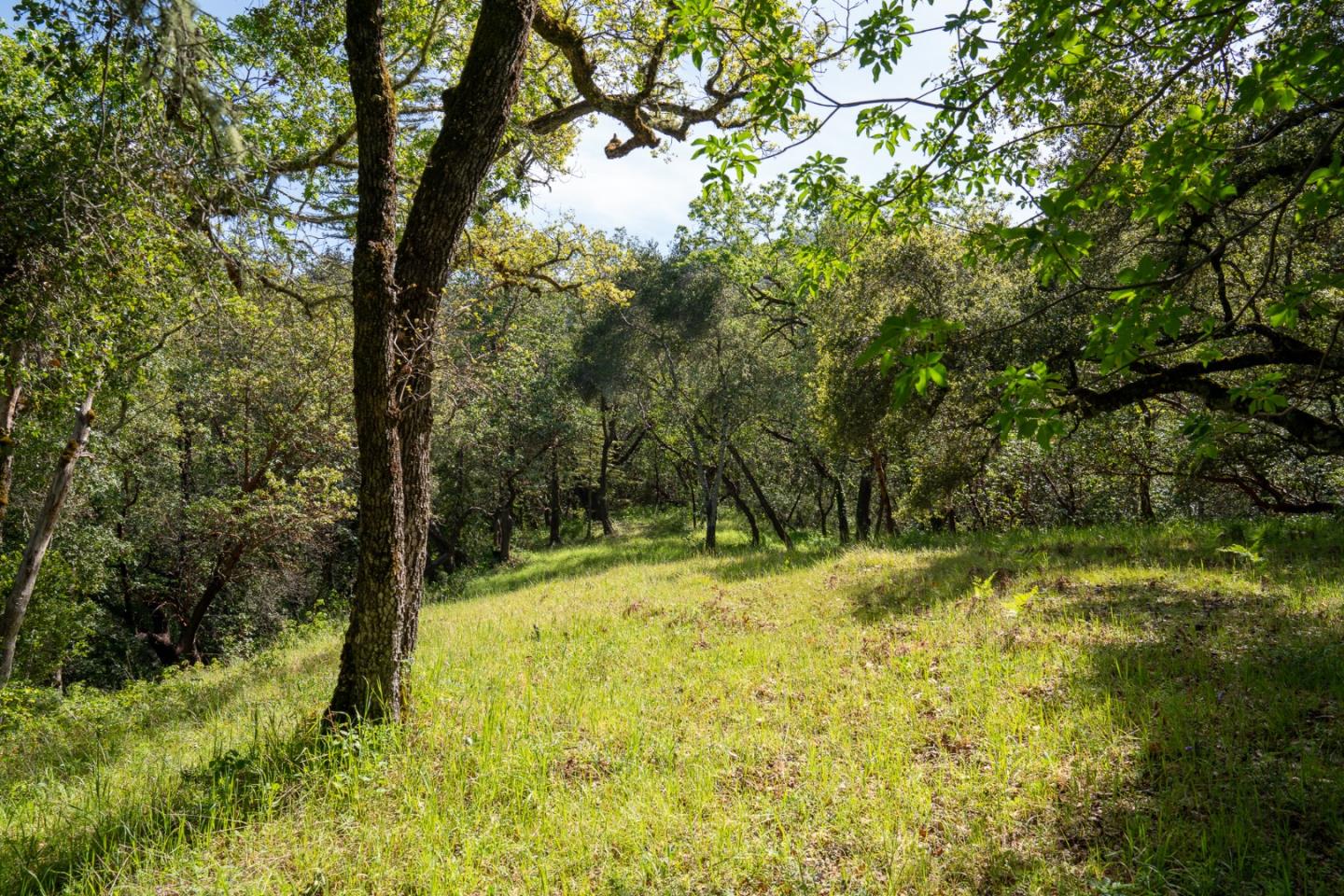 35000 Robinson Canyon Road Carmel, CA 93923 - Photo 5 of 12 a view of backyard with tree