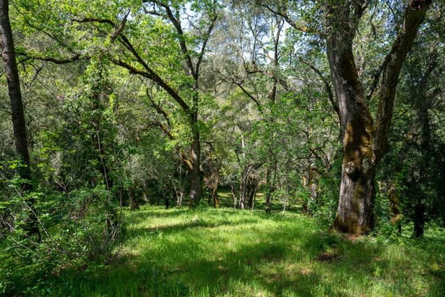 a big yard with lots of green space and trees