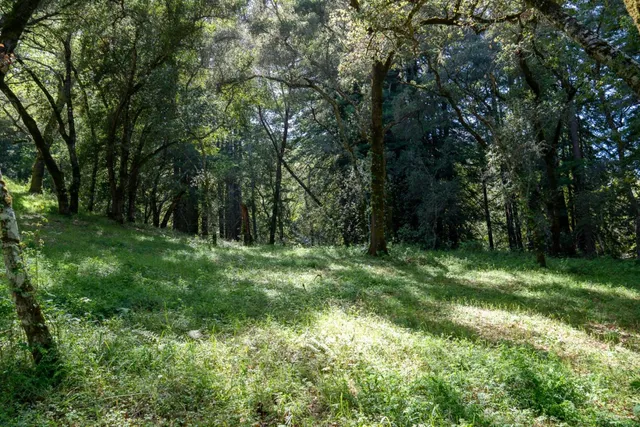 a big yard with lots of green space and trees