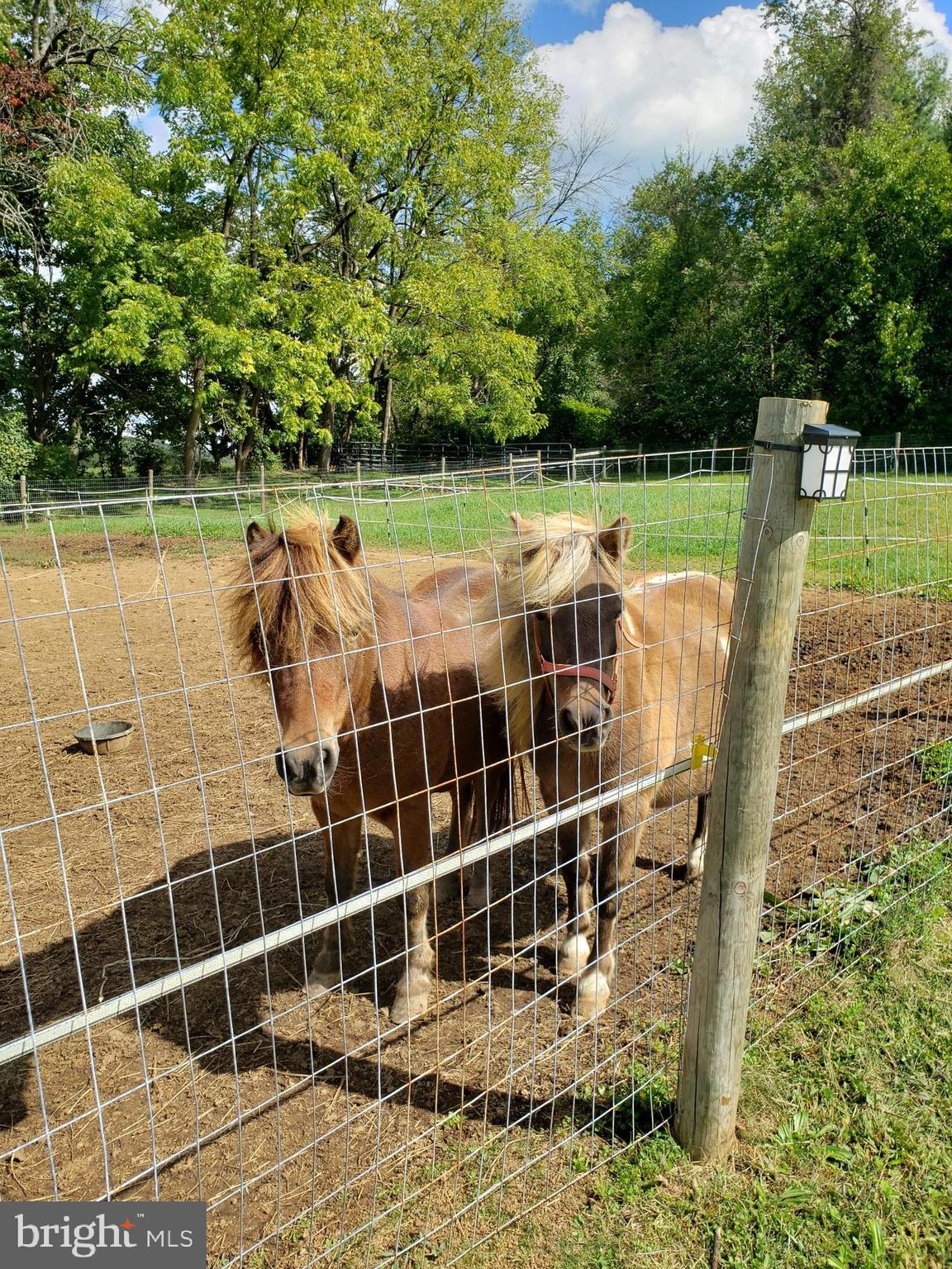 4162 Conestoga Road Elverson, PA 19520 - Photo 5 of 49 Bring your Horses
