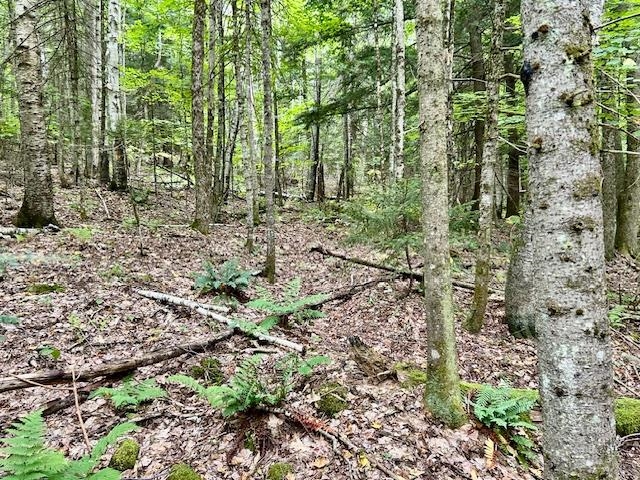 Bradley Hill Road, Unit 1 Woodsville, NH 03785 - Photo 5 of 5