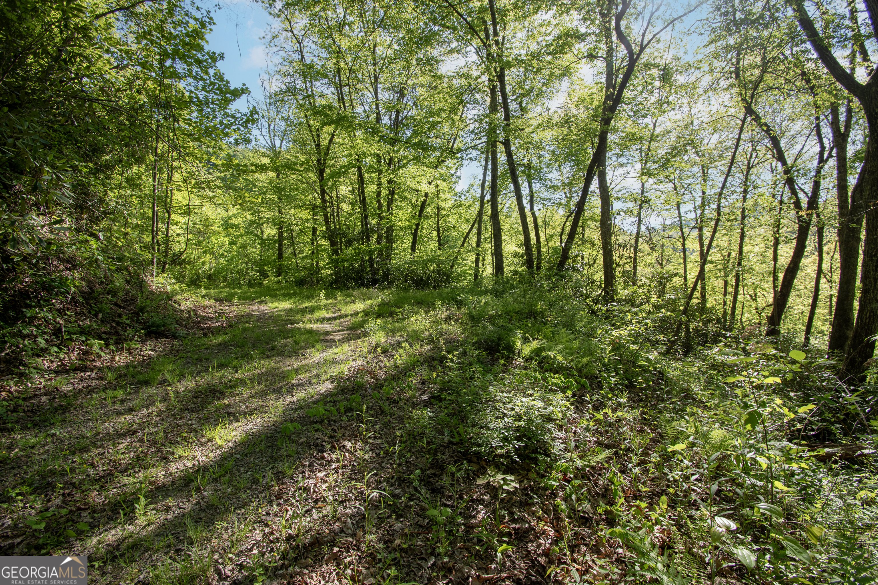 0 Walnut Cove Branch Road Robbinsville, NC 28771 - Photo 14 of 14 a view of lush green forest