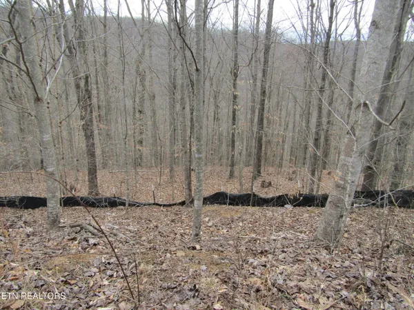 $22,000 | Lot 60 West Bobcat Lane, Wilder, TN 38589
