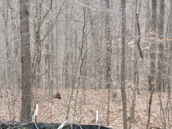 $22,000 | Lot 60 West Bobcat Lane, Wilder, TN 38589