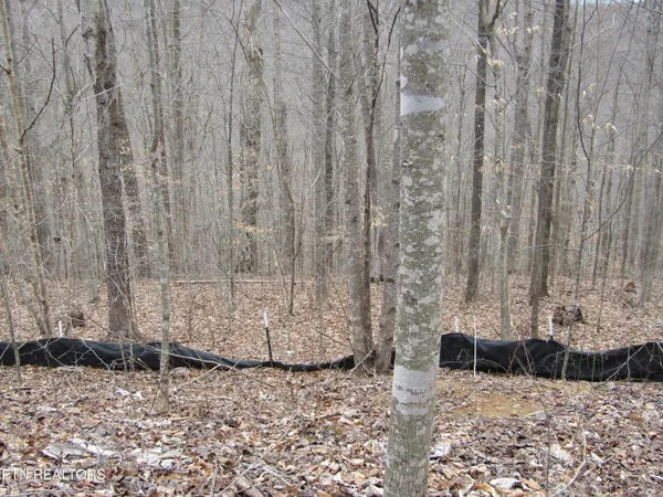 $22,000 | Lot 60 West Bobcat Lane, Wilder, TN 38589