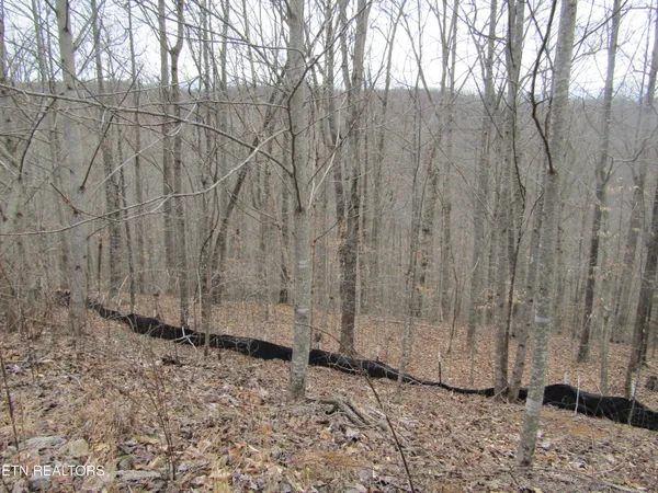 $22,000 | Lot 60 West Bobcat Lane, Wilder, TN 38589