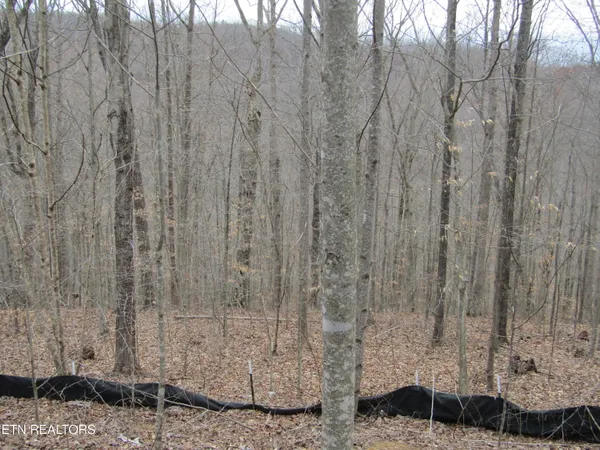 $22,000 | Lot 60 West Bobcat Lane, Wilder, TN 38589