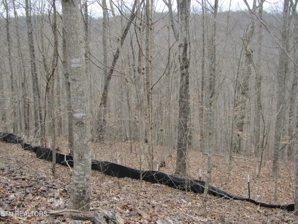 $22,000 | Lot 60 West Bobcat Lane, Wilder, TN 38589