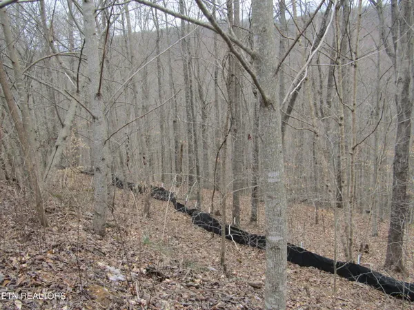 $22,000 | Lot 60 West Bobcat Lane, Wilder, TN 38589