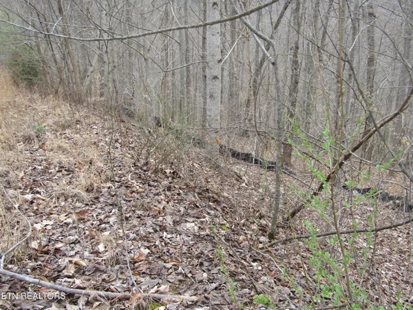 $22,000 | Lot 60 West Bobcat Lane, Wilder, TN 38589