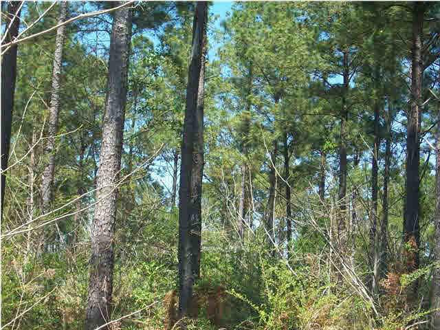 3810-2) O Farrell Road Century, FL 32535 - Photo 2 of 5 Just look at the trees for shade.