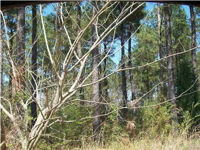 3810-2) O Farrell Road Century, FL 32535 - Photo 4 of 5 Lot of trees on this "One of a Kind," property.