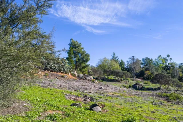 a view of a garden with a tree