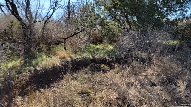 a view of a forest with trees