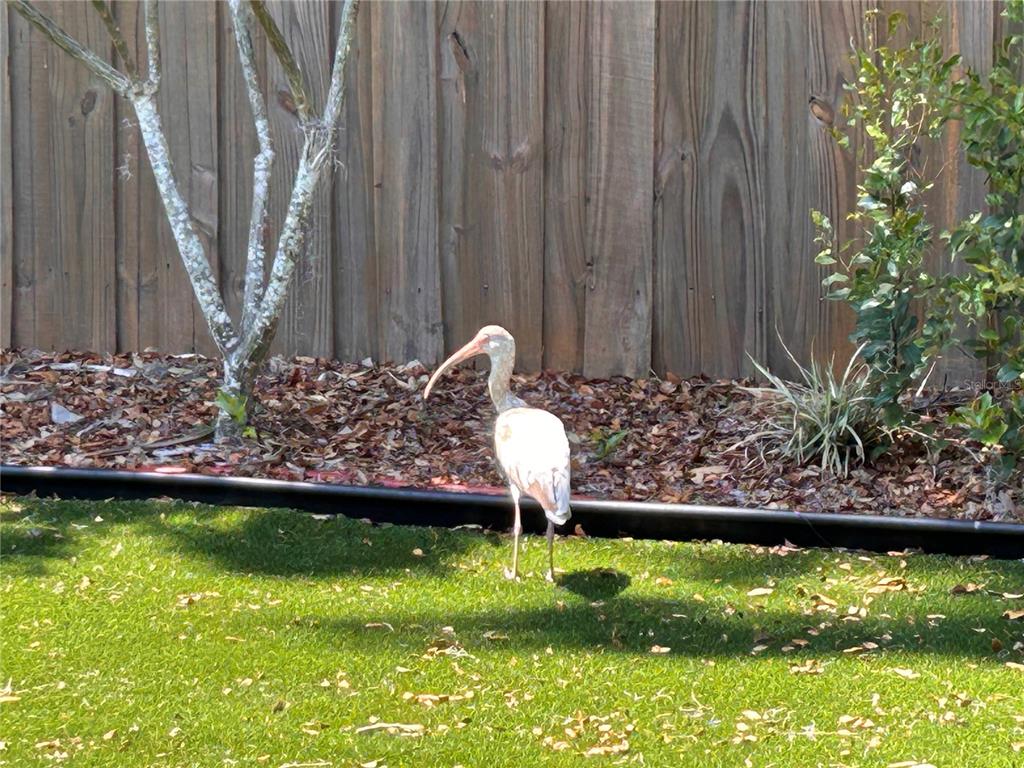 6029 Wyoming Avenue New Port Richey, FL 34653 - Photo 14 of 14 a view of a backyard with plants and a fountain