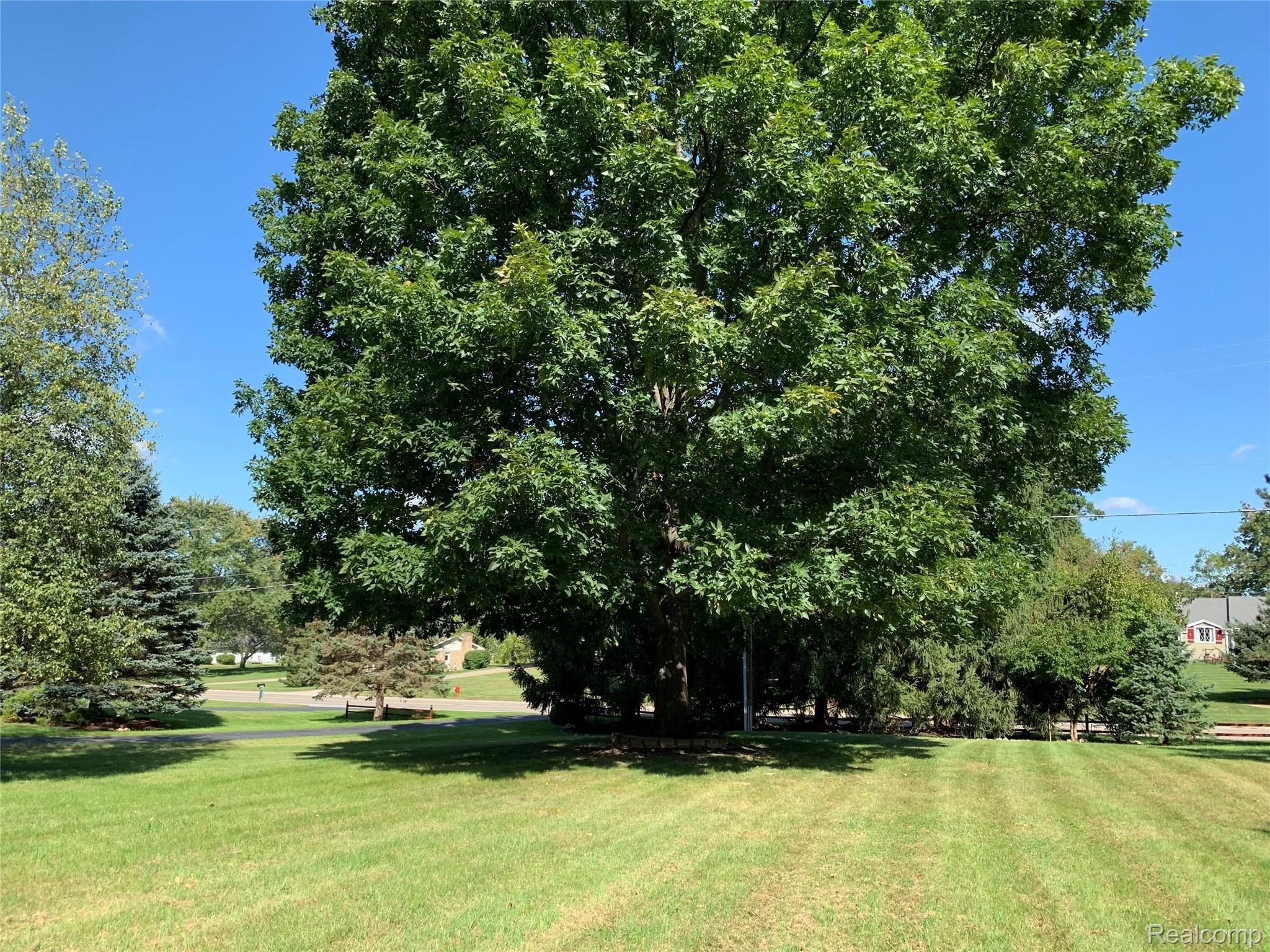 front yard 2.jpg