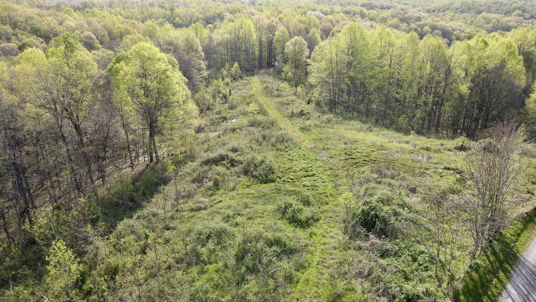 a view of a forest with a yard