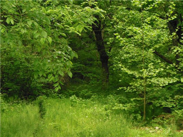 1479 Fairview Road Lynnville, TN 38472 - Photo 13 of 19 Gallery Image 13