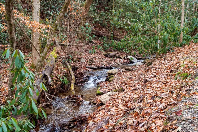 a view of a forest with a tree