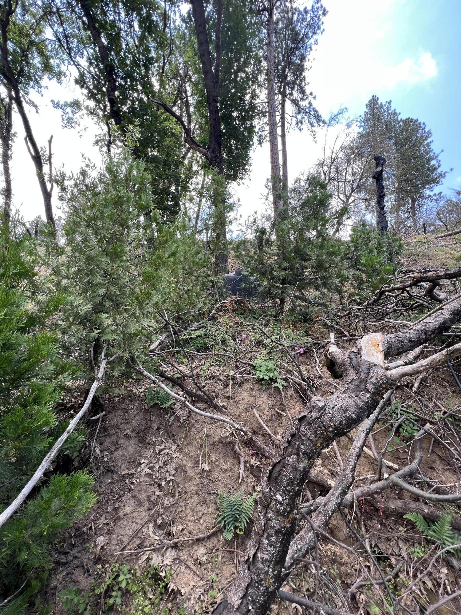 0 Balch Park Road Springville, CA 93265 - Photo 8 of 27 a view of a forest with a tree