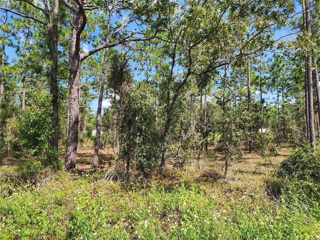 Tbd Southwest Ridgewood Road Dunnellon, FL 34431 - Photo 1 of 1 Gallery Image 1
