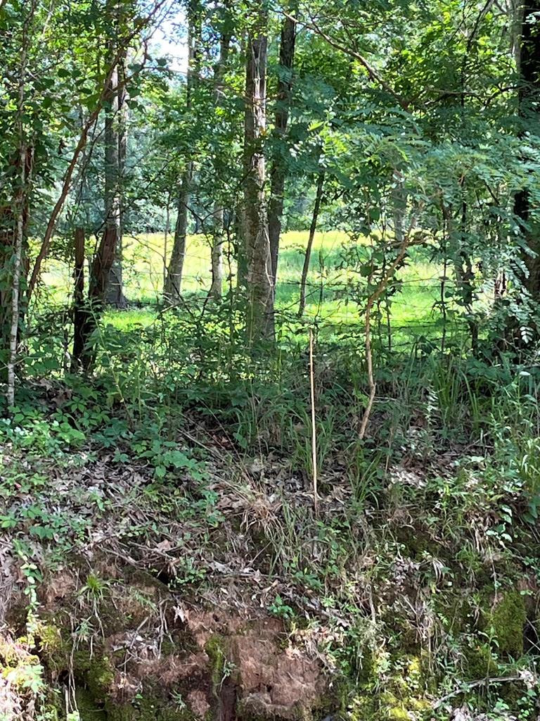 0 Duck Pond Road Natchez, MS 39120 - Photo 8 of 10 Photo 8