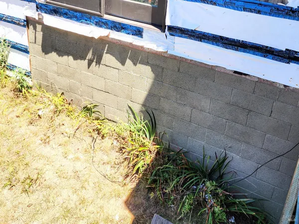 a close up of a plant in a garden