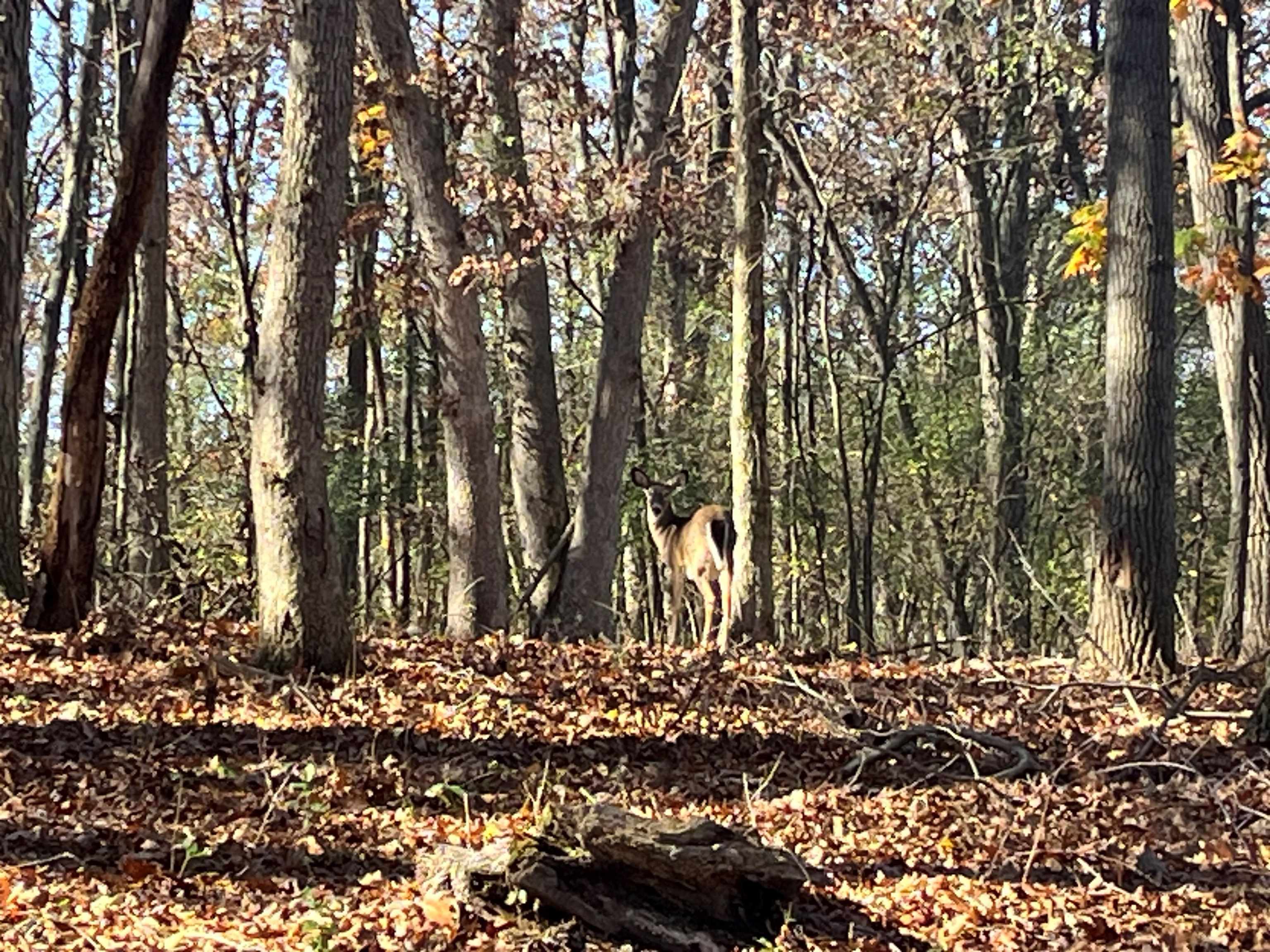 21.99 Observatory Cross Plains, WI 53528 - Photo 23 of 25