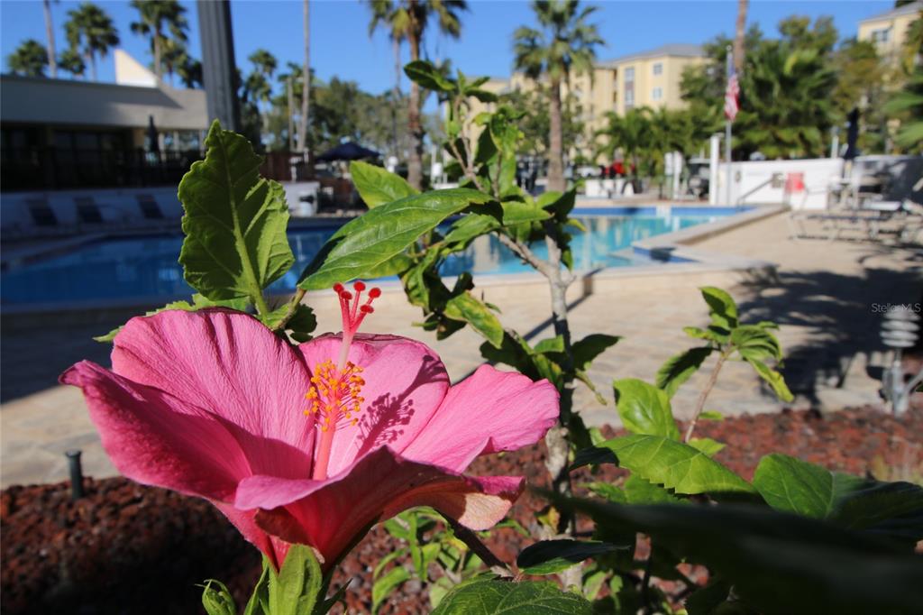 401 150th Avenue, Unit 223 Madeira Beach, FL 33708 - Photo 29 of 50 a view of a house with a yard