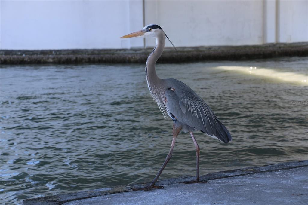 401 150th Avenue, Unit 223 Madeira Beach, FL 33708 - Photo 45 of 50