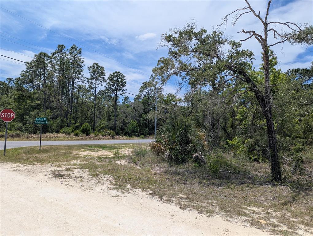 Goldfinch Road Weeki Wachee, FL 34614 - Photo 7 of 10 a view of a yard with a tree