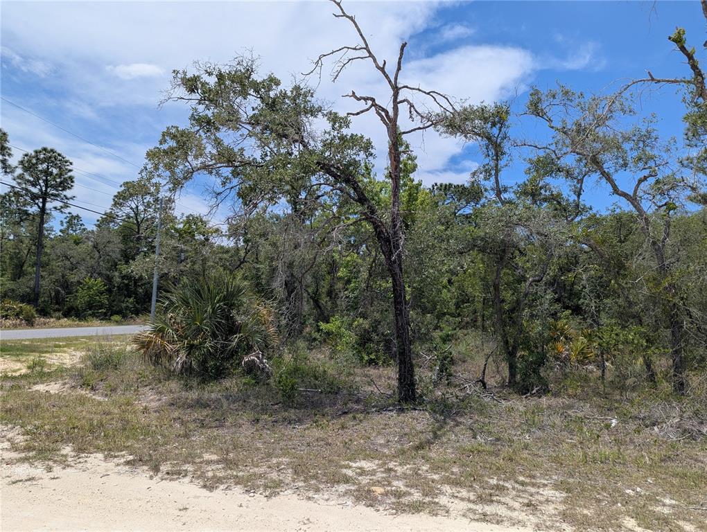 Goldfinch Road Weeki Wachee, FL 34614 - Photo 9 of 10 a view of a yard with lots of bushes