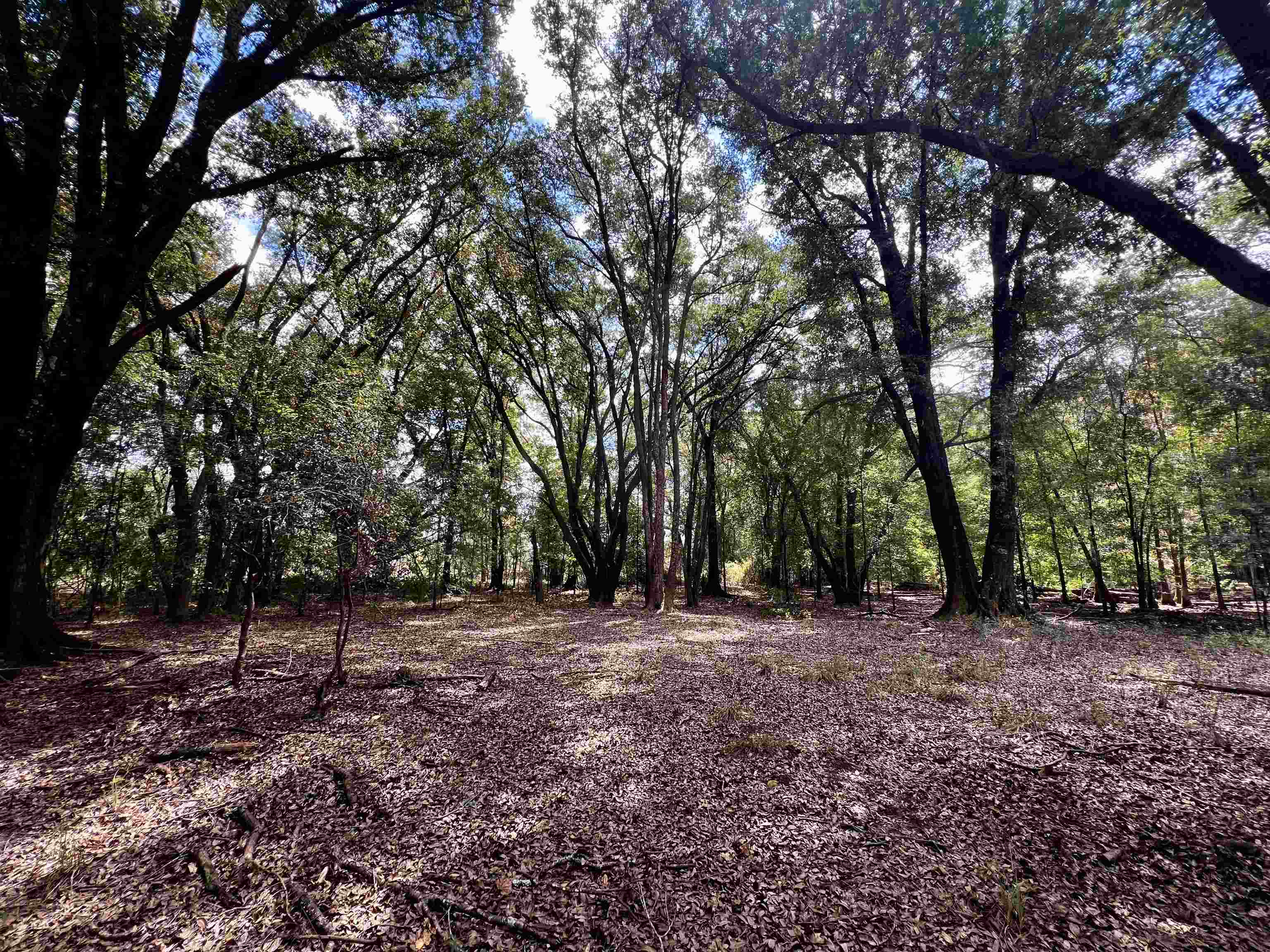 Lot#5 Glory Road Tallahassee, FL 32310 - Photo 6 of 11