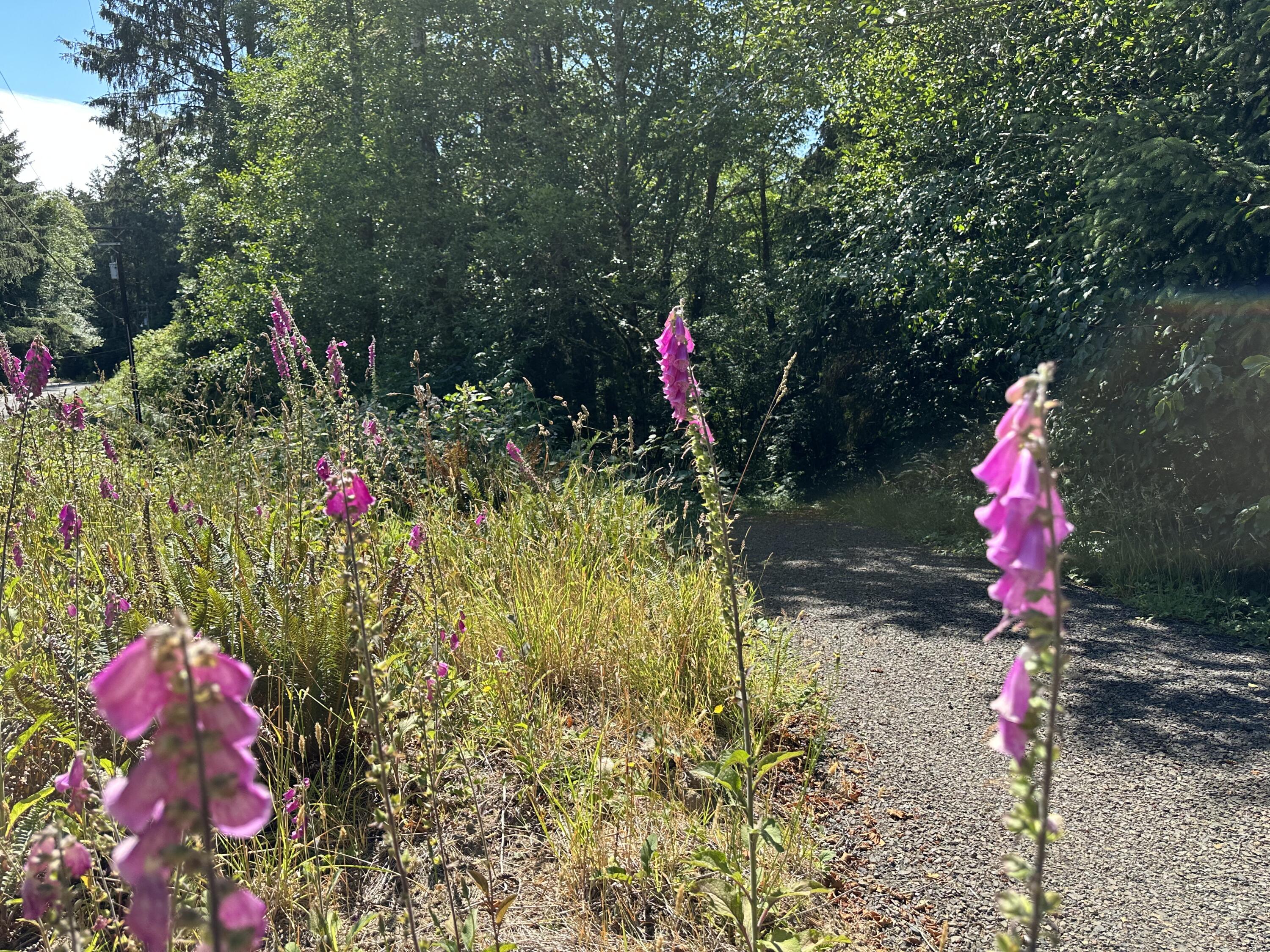 Lot#00300 Whiskey Creek Road Tillamook, OR 97141 - Photo 1 of 14 Driveway Entrance