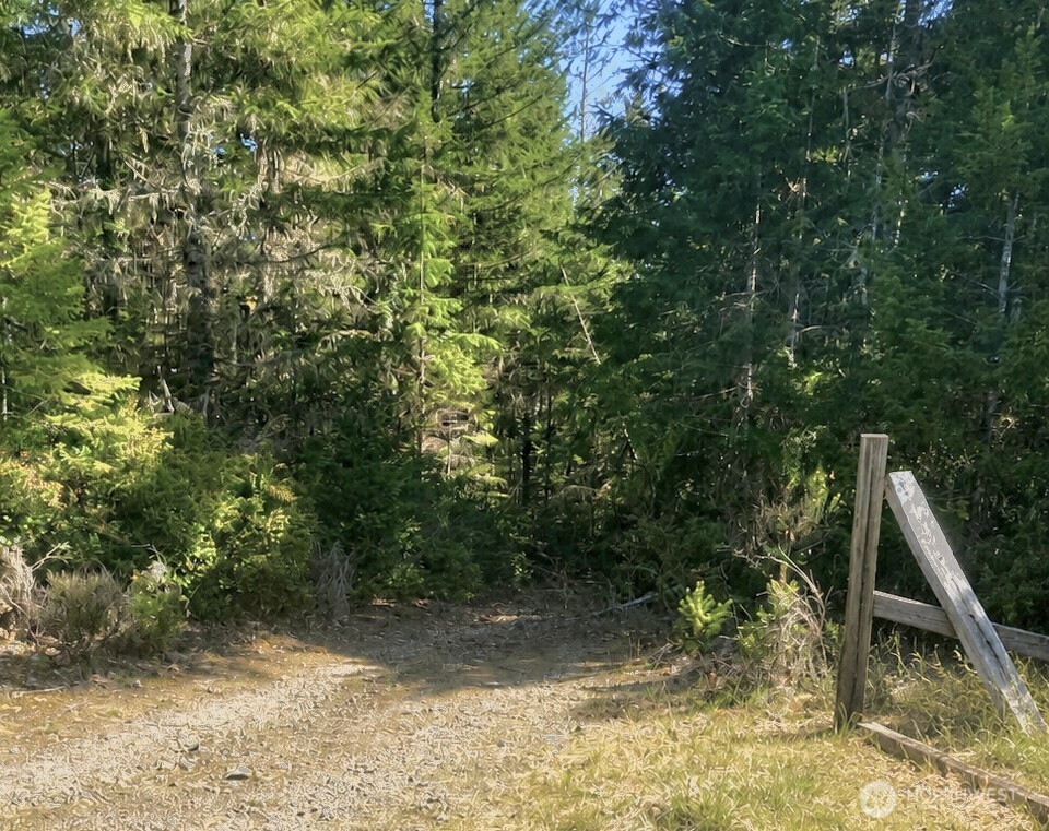 7611 North Triton Heights Road Lilliwaup, WA 98555 - Photo 17 of 35 a view of a yard with plants and large trees