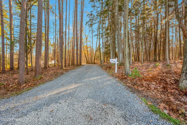 a view of a backyard with large trees