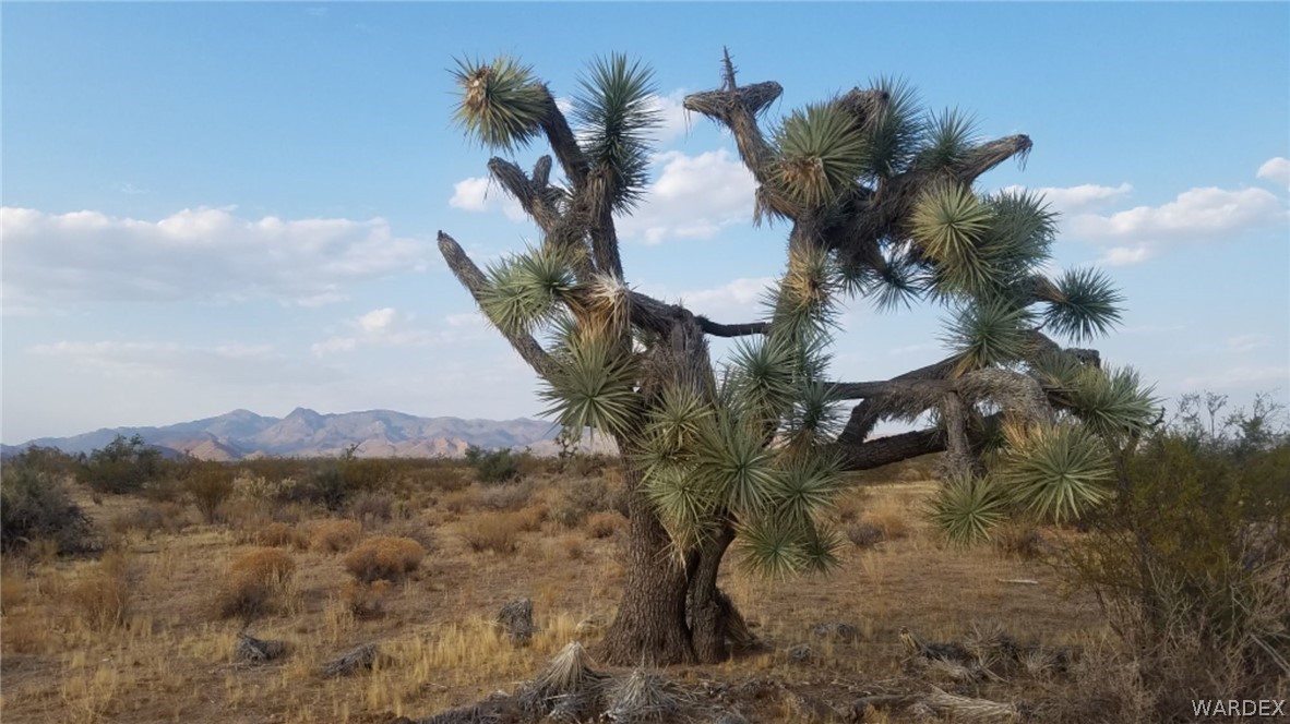 Lot 290 South Rawhide Road Yucca, AZ 86438 - Photo 1 of 48 Gallery Image 1