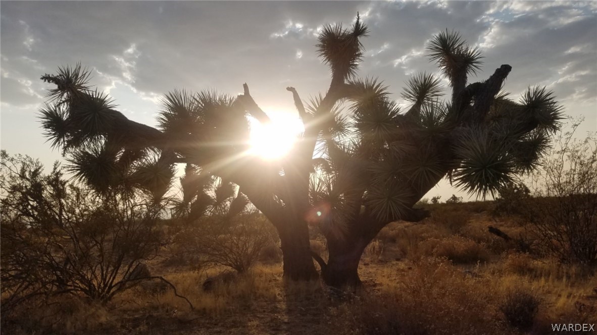 Lot 290 South Rawhide Road Yucca, AZ 86438 - Photo 13 of 48 Gallery Image 13