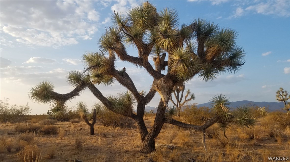 Lot 290 South Rawhide Road Yucca, AZ 86438 - Photo 16 of 48 Gallery Image 16
