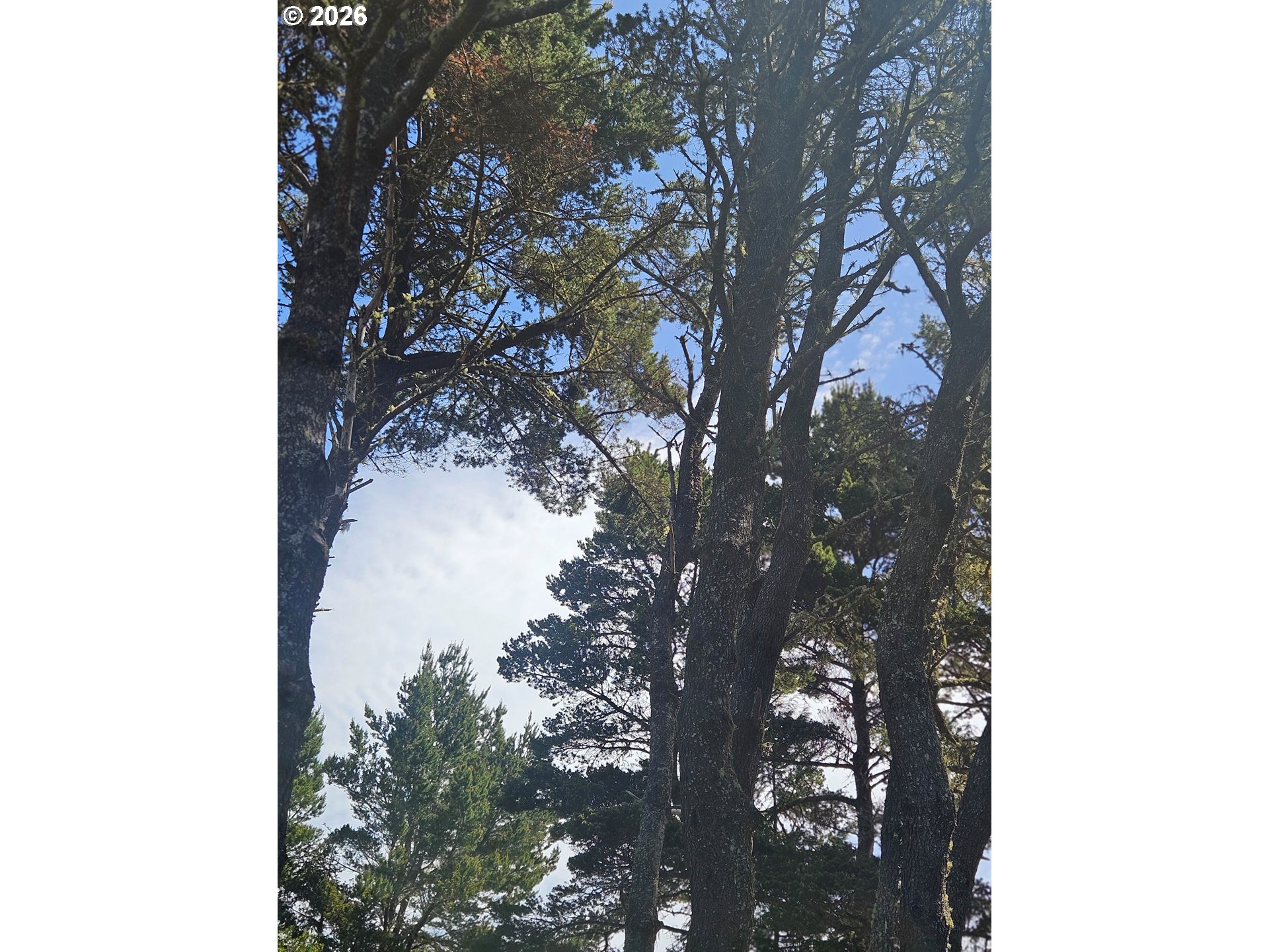 1600 Rhododendron Drive, Unit 214 Florence, OR 97439 - Photo 30 of 38 a picture of a tree