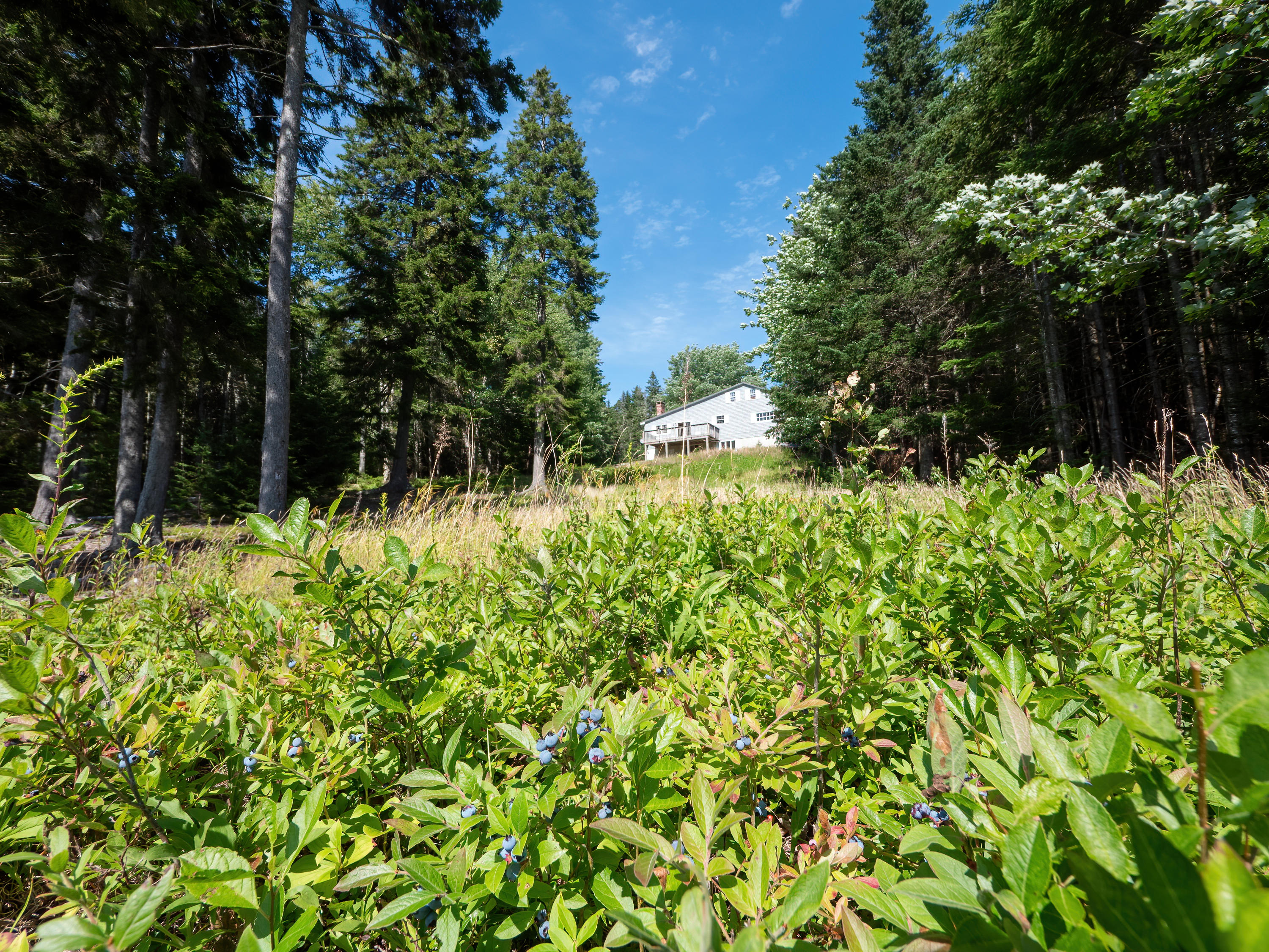 83 Goods Point Road Steuben, ME 04680 - Photo 42 of 43 Small Blueberry Patch on Property