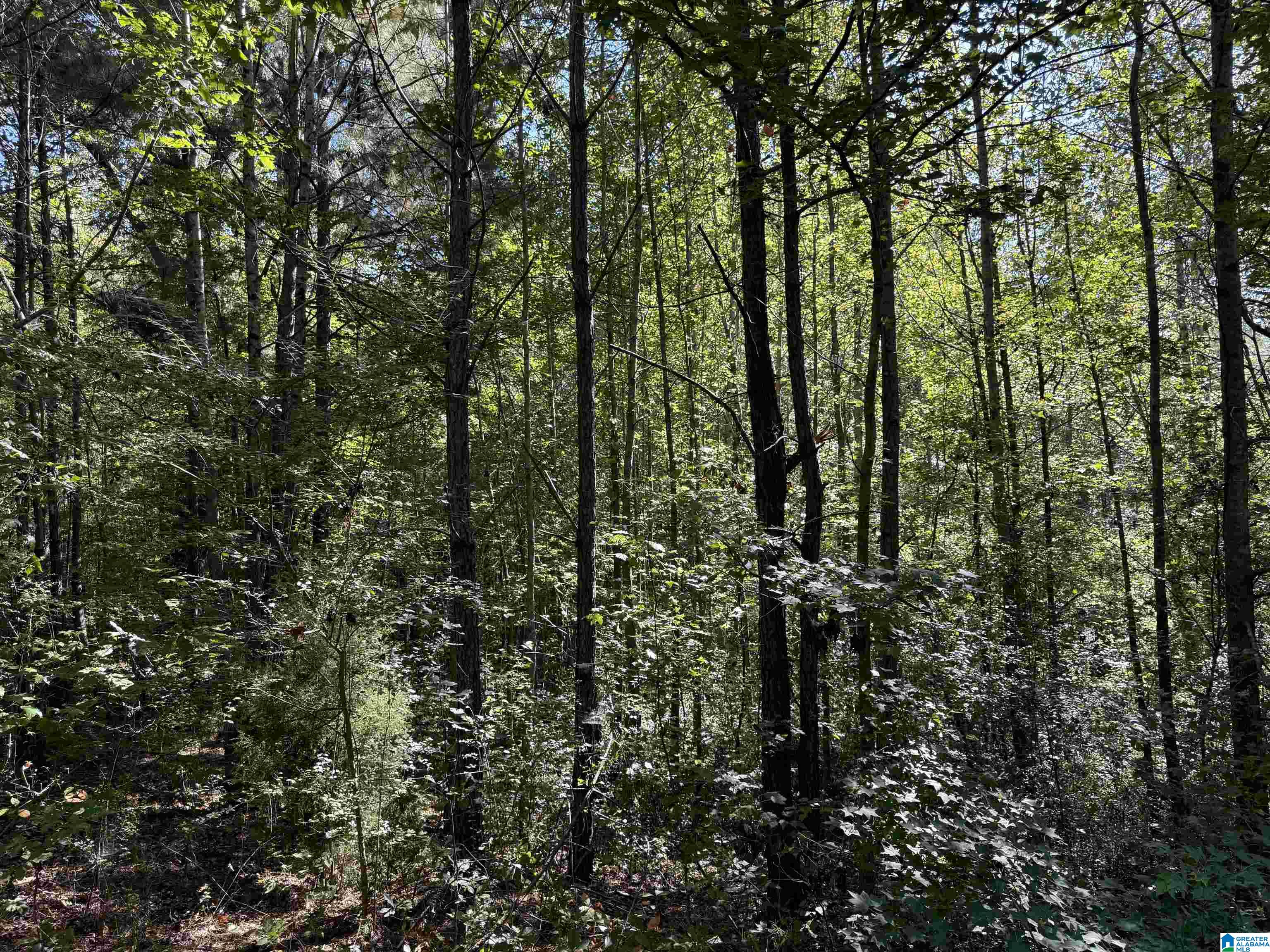 2361 New County Line Road Sylacauga, AL 35151 - Photo 19 of 35