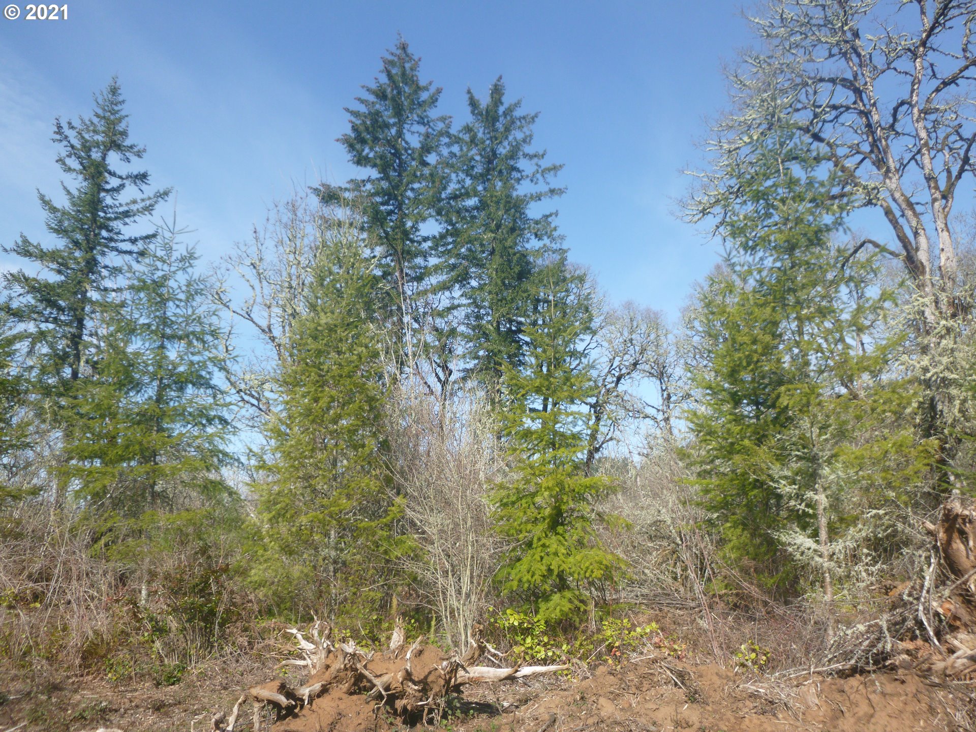 0 East Lacomb Road Lebanon, OR 97355 - Photo 16 of 31