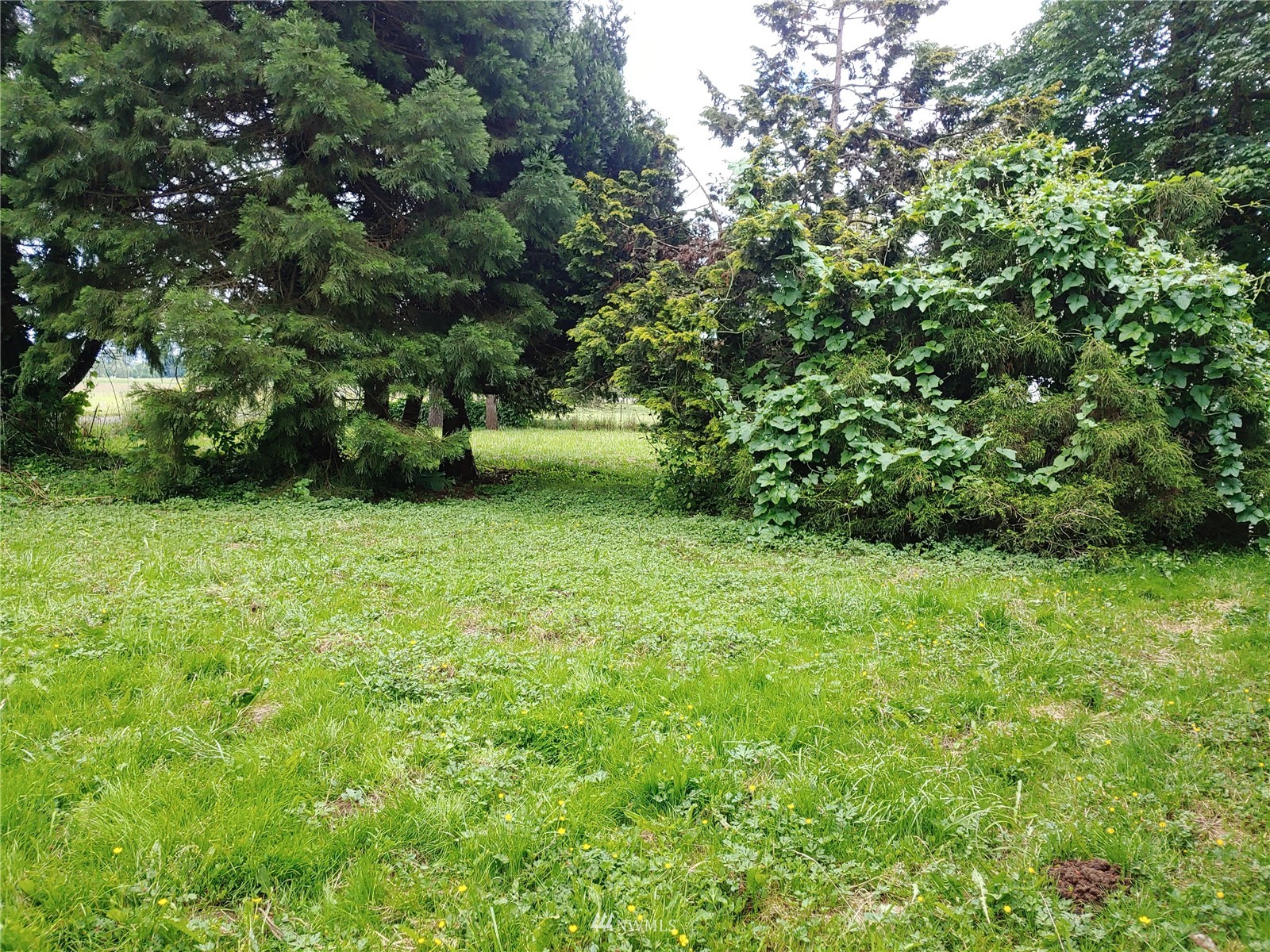 383 Bunker Creek Road Chehalis, WA 98532 - Photo 29 of 35 a view of a green yard